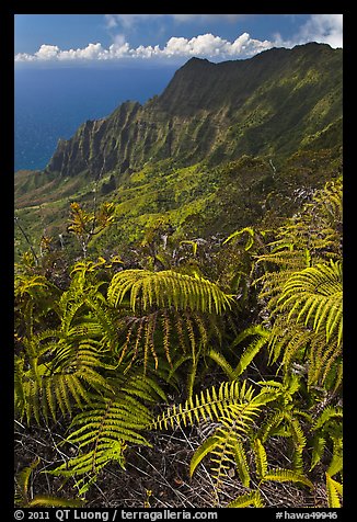 Ferns and Na Pali Cliffs, see from Kokee Mountain Park. Kauai island, Hawaii, USA