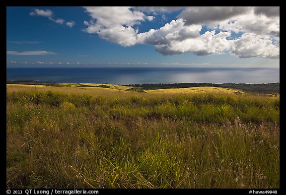 Grasses and ocean. Kauai island, Hawaii, USA