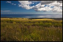 Grasses and ocean. Kauai island, Hawaii, USA ( color)
