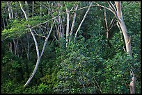 Albizia falcataria tree. Kauai island, Hawaii, USA (color)