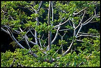 Branches of Hawaiian tree. Kauai island, Hawaii, USA (color)