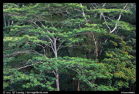 White Siris branches and leaves. Kauai island, Hawaii, USA (color)