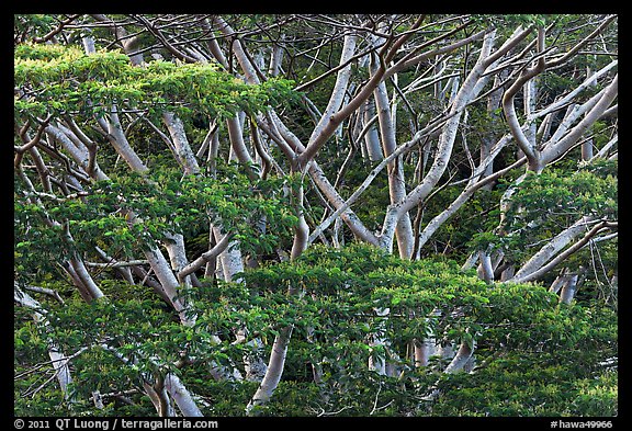 Branches of White Siris (Albizia falcataria). Kauai island, Hawaii, USA