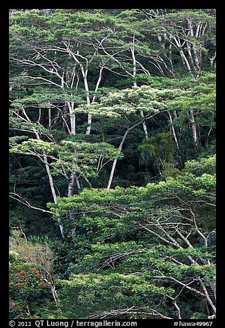 Grove of White Siris trees. Kauai island, Hawaii, USA (color)