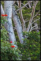 African tulip tree (pathodea campanulata). Kauai island, Hawaii, USA (color)