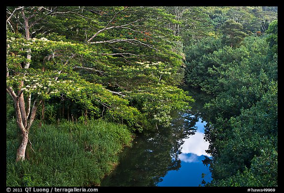 Stream and lush forest from above. Kauai island, Hawaii, USA (color)