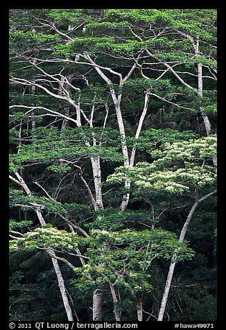 White Siris trees growing on hill. Kauai island, Hawaii, USA (color)