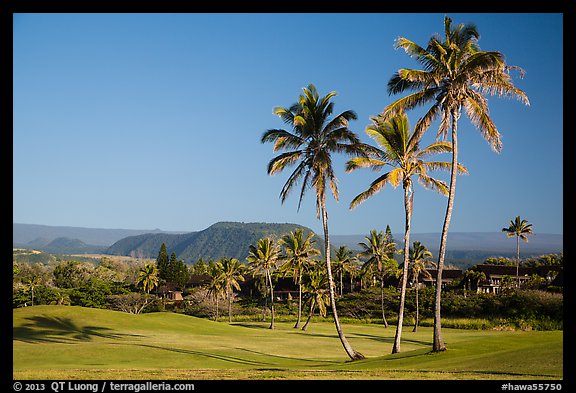 Golf course with palm trees, Punaluu. Big Island, Hawaii, USA