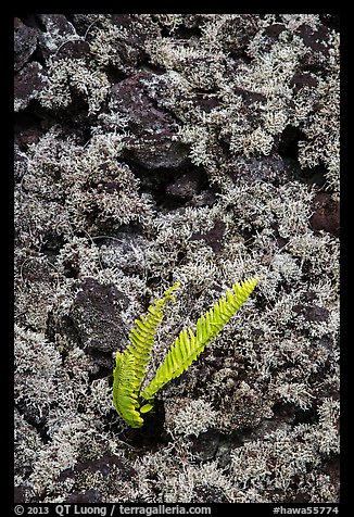 Fern, moss, and hardened lava. Big Island, Hawaii, USA (color)