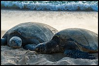 Sea Turtles and surf, Laniakea Beach. Oahu island, Hawaii, USA ( color)