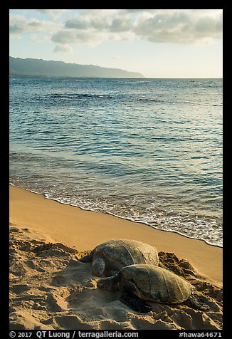 Two sea turtles, Laniakea (Turtle) Beach. Oahu island, Hawaii, USA (color)