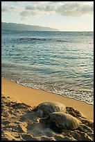 Two sea turtles, Laniakea (Turtle) Beach. Oahu island, Hawaii, USA ( color)