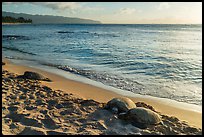 Sea turtles on Laniakea Beach, North Shore. Oahu island, Hawaii, USA ( color)