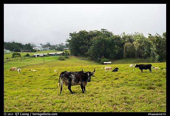 Longhorn cows in pasture, Waimea. Big Island, Hawaii, USA (color)