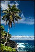 Palm tree on coastline, Puna. Big Island, Hawaii, USA ( color)