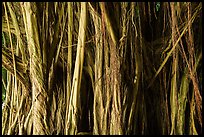 Banyan tree detail, Hilo. Big Island, Hawaii, USA ( color)