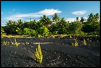 Young ferns sprouting out of lava field, Kalapana. Big Island, Hawaii, USA ( color)