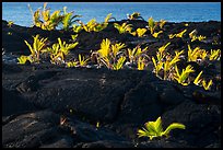 Palm tree sapplings, Kaimu Beach. Big Island, Hawaii, USA ( color)