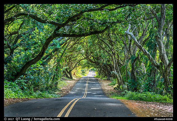 Tree Tunnel, Puna. Big Island, Hawaii, USA