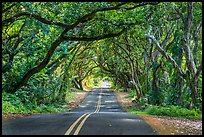 Tree Tunnel, Puna. Big Island, Hawaii, USA ( color)