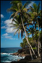 Puna coast. Big Island, Hawaii, USA ( color)