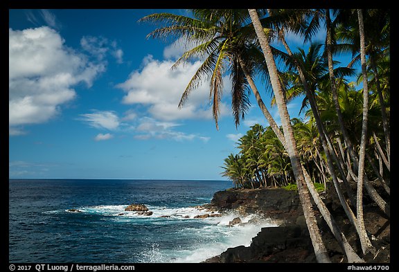 Palm trees and volcanic coastline, Puna. Big Island, Hawaii, USA (color)