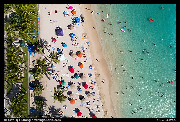 Aerial view of palm trees and beachgoers looking down, Kuhio Beach, Waikiki. Waikiki, Honolulu, Oahu island, Hawaii, USA (color)