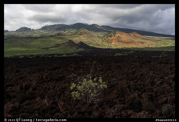 Lava fields, Ahihi-Kinau Natural Area Reserve with Haleakala in background. Maui, Hawaii, USA (color)
