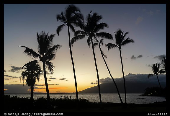 Palm trees at sunset, Kihei. Maui, Hawaii, USA (color)