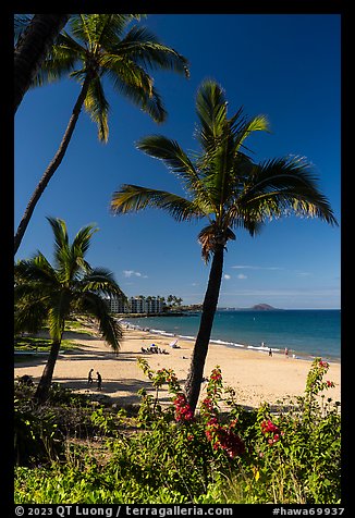 Palm trees and beach in the morning, Kihei. Maui, Hawaii, USA (color)