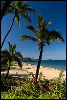 Palm trees and beach in the morning, Kihei. Maui, Hawaii, USA ( color)
