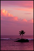 Lone palm tree on a islet in Leone Bay, sunset. Tutuila, American Samoa