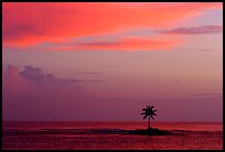 Palm tree on a islet in Leone Bay, sunset. Tutuila, American Samoa ( color)