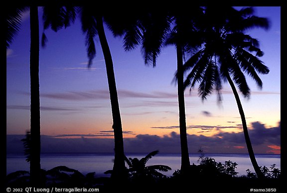 Palm trees at sunset, Leone Bay. Tutuila, American Samoa