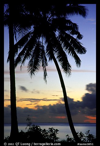 Cocunet trees at sunset, Leone Bay. Tutuila, American Samoa