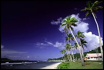 Palm-lined beach in village of Auasi. Tutuila, American Samoa