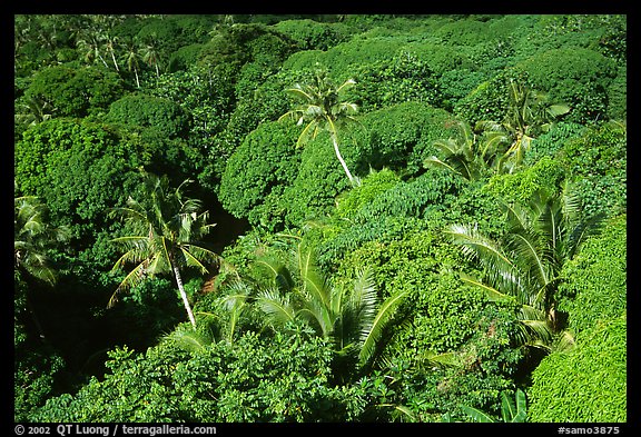 Tropical vegetation. Aunuu Island, American Samoa (color)