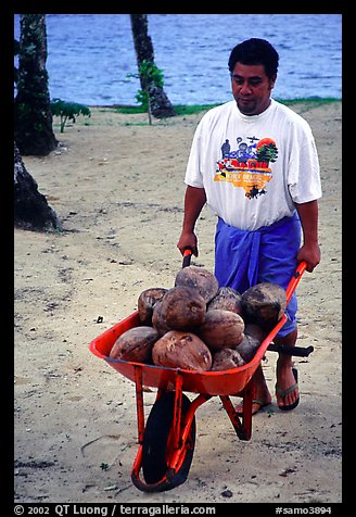 Villager carying coconuts in a wheelbarel. Tutuila, American Samoa (color)