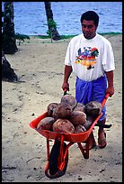 Villager carying coconuts in a wheelbarel. Tutuila, American Samoa