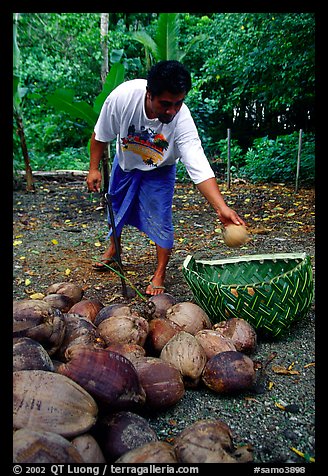 Villager throwing a pealed coconut into a basket made out of a single palm leaf. Tutuila, American Samoa