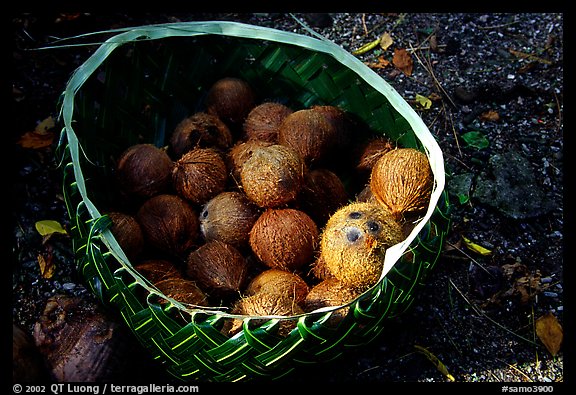 Coconuts contained in a basket made out of a single palm leaf. Tutuila, American Samoa