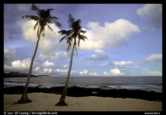 Palm trees at Coconut Point. Tutuila, American Samoa