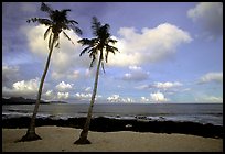 Palm trees at Coconut Point. Tutuila, American Samoa (color)