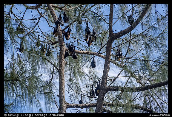 Fruit bats hanging in tree, Aua. Pago Pago, Tutuila, American Samoa (color)