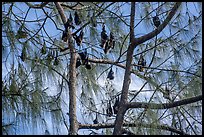 Fruit bats hanging in tree, Aua. Pago Pago, Tutuila, American Samoa ( color)