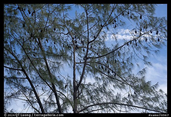 Fruit bat Tree, Aua. Pago Pago, Tutuila, American Samoa (color)