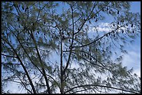 Fruit bat Tree, Aua. Pago Pago, Tutuila, American Samoa ( color)