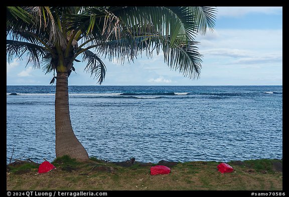 Red rocks, palm tree, Fagaitua Bay. Tutuila, American Samoa (color)