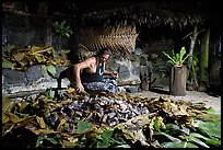 Man retrieving food cooked in Samoan traditional cooking oven powered by hot rocks. Tutuila, American Samoa ( color)