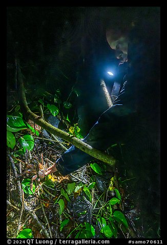 Man catching coconut crab at night, Ofu Island. American Samoa (color)